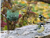 Charbonnières et verdier - Nicolas - 7 nov 2010