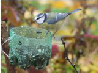 Mésange bleue - Nicolas - 7 nov 2010