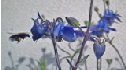 Bourdon sur ancolie (Nicolas - mai 2010)