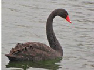 Cygne noir - Alain - 05 fév 2011