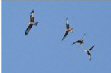 Milans royaux - Bertrand - 12 oct 2010