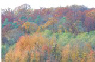 Forêt - Bertrand - 1er nov 2010