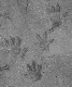 Rats musqués ? Marc - 11 déc 2010