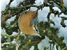 Sittelle torchepot - Christophe B - 1 déc 2010