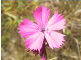 Oeillet 3-6-2011 Mélissa